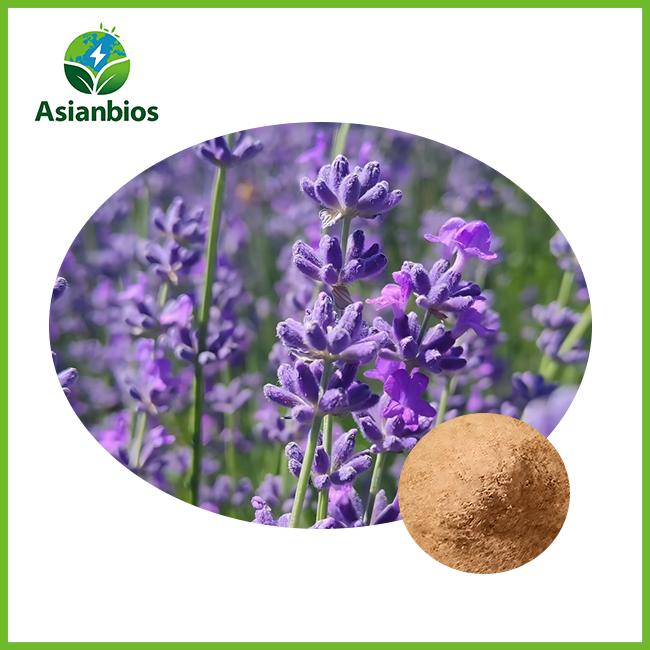 lavender extract powder